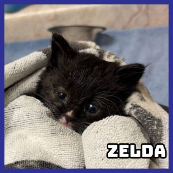 Rescue Domestic Short Hair Cats for Adoption in Glenwood, Minnesota - Zelda | PetCurious