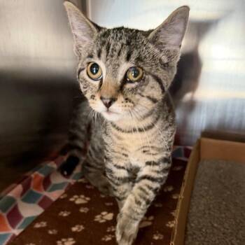 Mike Wazowski -  Domestic Short Hair Cat for Adoption in Belleville, Illinois - Mike Wazowski | PetCurious