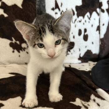 Milk Dud -  Domestic Short Hair Cat for Adoption in Buffalo, Minnesota - Milk Dud | PetCurious