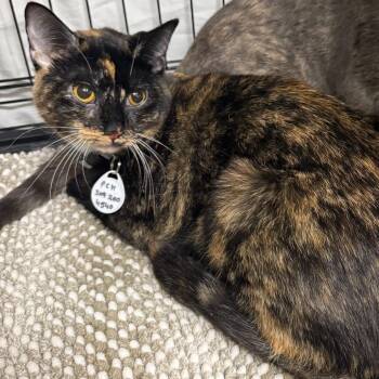 Domestic Short Hair Cats Available for Adoption in Normal, Illinois - Dot | PetCurious