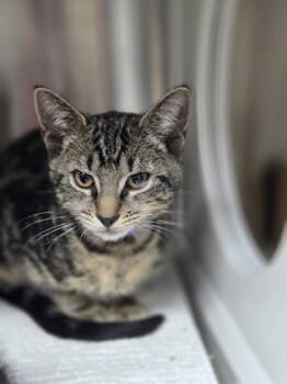 Rescue Domestic Short Hair Cats for Adoption in North Charleston, South Carolina - 89266a Carlisle-PetSmart West Ashley | PetCurious