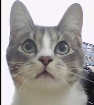 Domestic Short Hair Cats Available for Adoption - Brenner | PetCurious