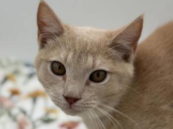 Domestic Short Hair Cats Available for Adoption - Jif | PetCurious