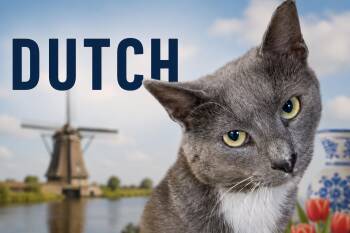Tuxedo Cats Available for Adoption in Greenville, Delaware - Dutch (FCID# 05/13/2026 - 66 Trainer) | PetCurious