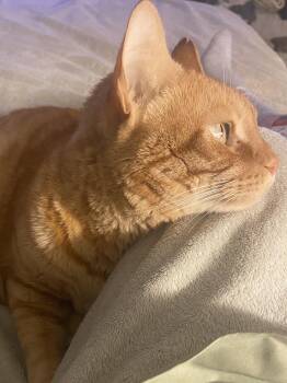 Domestic Short Hair Cats Available for Adoption - Charlie - An Orange Friend! | PetCurious