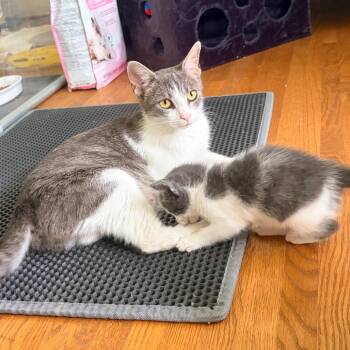 Alder -  Domestic Short Hair Cat for Adoption in Franklin, Tennessee - Alder | PetCurious