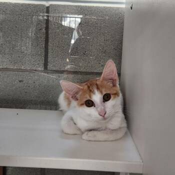 Traceon -  Domestic Short Hair Cat for Adoption in Des Moines, Iowa - Traceon | PetCurious