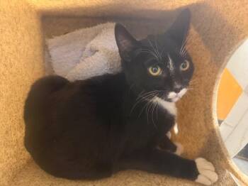 Domestic Short Hair Cats Available for Adoption in Kent, Washington - BROOKS | PetCurious