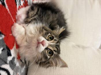 Diamond -  Domestic Long Hair Cat for Adoption in North Haledon, New Jersey - Diamond | PetCurious