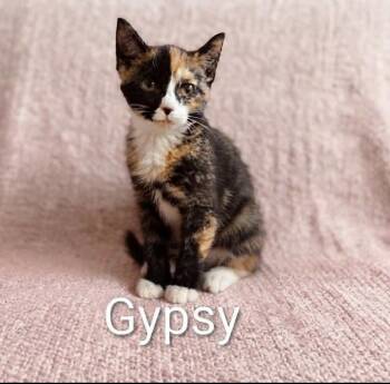 Gypsy -  Calico Cat for Adoption in Wyandotte, Michigan - Gypsy | PetCurious