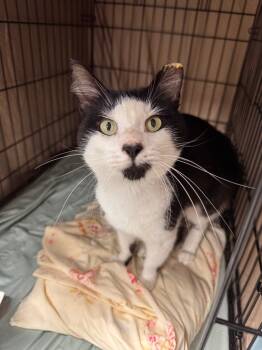 Rescue Domestic Short Hair Cats for Adoption in Pomona, New York - Demarest | PetCurious