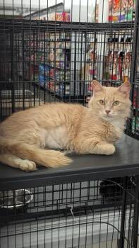 Rescue Domestic Short Hair Cats for Adoption in Dalton, Georgia - Marty | PetCurious