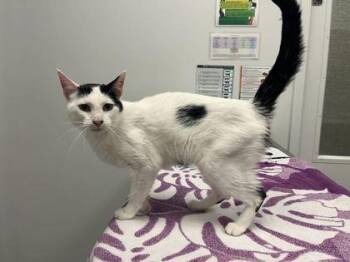 Claire -  Domestic Short Hair Cat for Adoption in Kansas City, Missouri - Claire | PetCurious