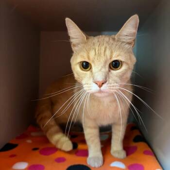 Domestic Short Hair Cats Available for Adoption in Sarasota, Florida - Mono | PetCurious