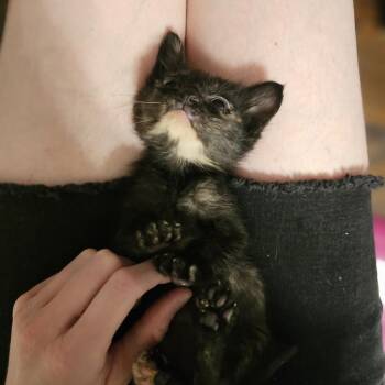 Domestic Short Hair Cats Available for Adoption in Little Rock, Arkansas - Andromeda 26-035 | PetCurious