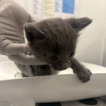 Falcon Bird -  Domestic Short Hair Cat for Adoption in Park City, Utah - Falcon Bird | PetCurious