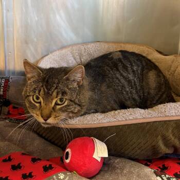 Paperclip -  Domestic Short Hair Cat for Adoption in Chehalis, Washington - Paperclip | PetCurious