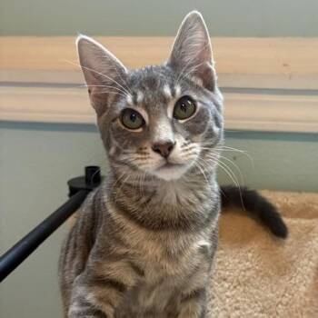 Trix(ie) -  Domestic Short Hair Cat for Adoption in Ferndale, Washington - Trix(ie) | PetCurious