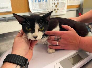 Moxie -  Domestic Short Hair Cat for Adoption in Bolivar, Missouri - Moxie | PetCurious