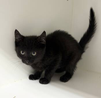 Rescue Domestic Short Hair Cats for Adoption in Rochester, Indiana - Frost | PetCurious