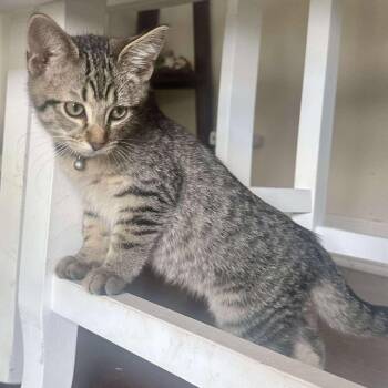 Rescue Domestic Short Hair Cats for Adoption in Plainfield, Illinois - Mackerel | PetCurious