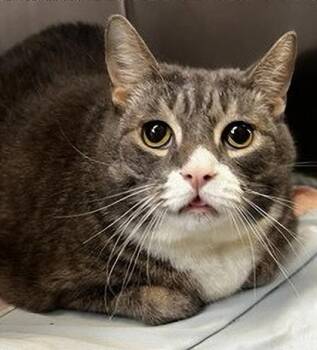Domestic Short Hair Cats Available for Adoption in Simcoe, Ontario - Bear | PetCurious