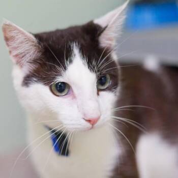 Dolby -  Domestic Short Hair Cat for Adoption in Zimmerman, Minnesota - Dolby | PetCurious