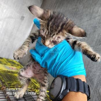 Domestic Short Hair Cats Available for Adoption in San Antonio, Texas - MELANIE | PetCurious
