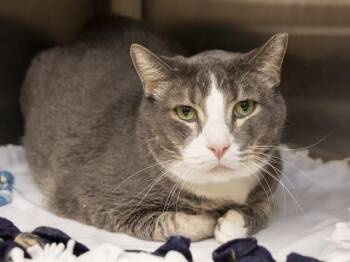 SEA BASS -  Burmese Cat for Adoption in Phoenix, Arizona - SEA BASS | PetCurious