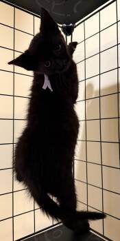 Siren not at the Shelter (Faith) -  Domestic Short Hair Cat for Adoption in Rustburg, Virginia - Siren Not At The Shelter (Faith) | PetCurious