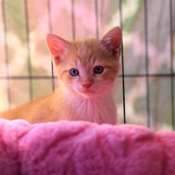 Archie -  Domestic Short Hair Cat Available for Adoption in Aldie, Virginia - Archie | PetCurious