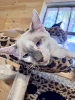 Snowshoe and Siamese Cats Available for Adoption - Cosmo | PetCurious