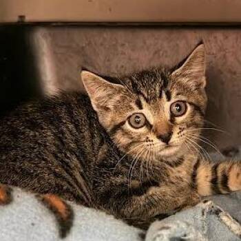 Epic Rap Battle -  Domestic Short Hair Cat for Adoption in Austin, Texas - Epic Rap Battle | PetCurious