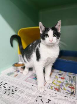 Domestic Short Hair Cats Available for Adoption - Rip | PetCurious