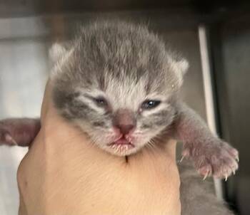 Domestic Short Hair Cats Available for Adoption - A649324 | PetCurious