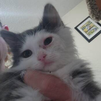 Gordita -  Domestic Long Hair Cat for Adoption in Talent, Oregon - Gordita | PetCurious