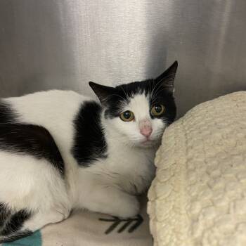 Rescue Domestic Short Hair Cats for Adoption in Los Angeles, California - Mother Hen | PetCurious