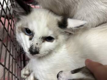 SKETCH -  Ragdoll Cat for Adoption in Modesto, California - SKETCH | PetCurious