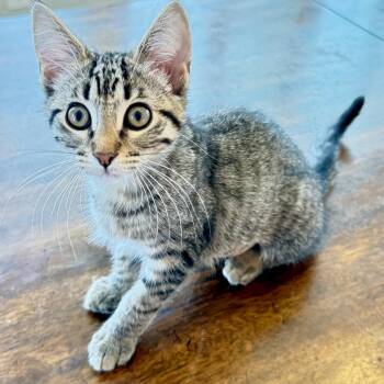 Josie Lewis -  Domestic Short Hair Cat for Adoption in Richmond, Virginia - Josie Lewis | PetCurious