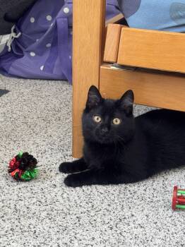 Domestic Short Hair Cats Available for Adoption - Theodore (Theo) | PetCurious