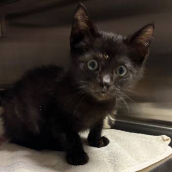 Flounder -  Domestic Short Hair Cat for Adoption in Bristol, Indiana - Flounder | PetCurious