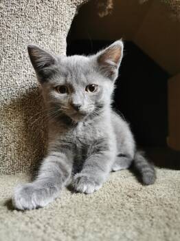 Rescue Domestic Short Hair Cats for Adoption in Hamilton, Ontario - Winnie | PetCurious