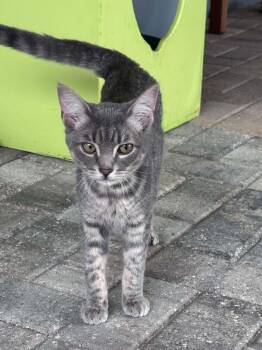 Alexander -  Domestic Short Hair Cat for Adoption - Alexander | PetCurious