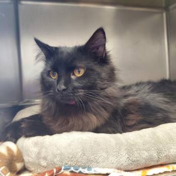 Domestic Long Hair Cats Available for Adoption - Rockstar | PetCurious