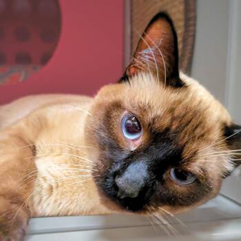 Domestic Short Hair and Siamese Cats Available for Adoption in Santa Fe, New Mexico - Akio | PetCurious