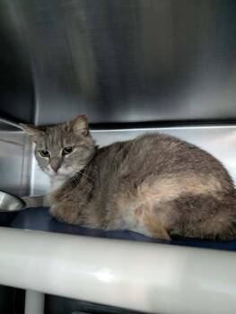 Domestic Short Hair Cats Available for Adoption in Rustburg, Virginia - Angela- At Shelter | PetCurious