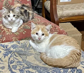 Rescue Domestic Medium Hair Cats for Adoption in Versailles, Kentucky - Sawyer | PetCurious