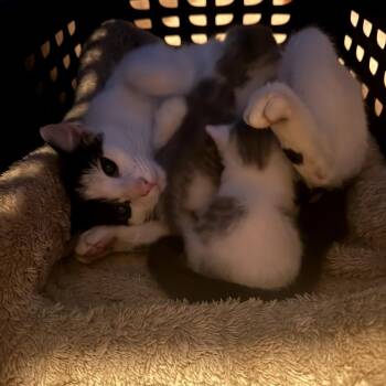 Domestic Short Hair Cats Available for Adoption in Jefferson City, Tennessee - Cow Kitty | PetCurious