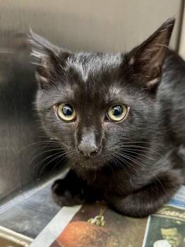 Righty -  Domestic Short Hair Cat for Adoption in Wichita, Kansas - Righty | PetCurious