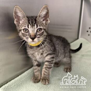 STRATO -  Domestic Short Hair Cat for Adoption in Irvine, California - STRATO | PetCurious